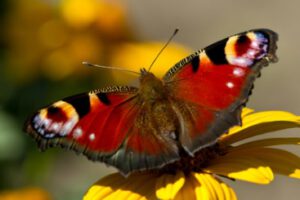 Wie der Schmetterling auf dem Bild in den Tag starten. Frisch, beschwingt und mit innerer Achtsamkeit.