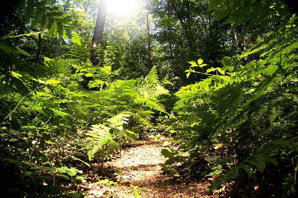Focusing Basis Ausbildung Bonn